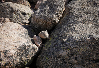 Pika