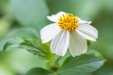 Obraz premium pilose beggarticks