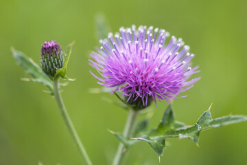 tiger thistle