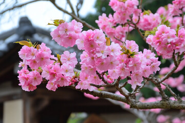 Naklejka premium There is a close up of a pink flower on a tree