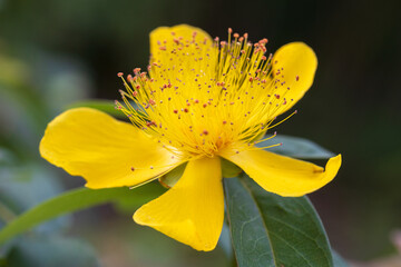 Fototapeta premium sungold St.John's wort