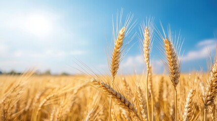 Fototapeta premium Golden wheat field under a bright blue sky