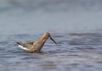 Piovanello comune - Curlew Sandpiper, (Calidris ferruginea) Lagune delle Saline, Stintino. Sardegna. Italia