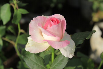 Flowers are the reproductive structures of flowering plants (angiosperms), known for their beauty, fragrance, and variety of colors. They play a crucial role in plant reproduction, attracting pollinat