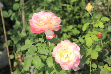 Flowers are the reproductive structures of flowering plants (angiosperms), known for their beauty, fragrance, and variety of colors. They play a crucial role in plant reproduction, attracting pollinat