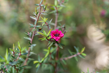 Close-up photo of red Leptospermum scoparium flowers in bloom