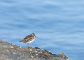 One least sandpiper standing on rocks near water, out of focus water in background.