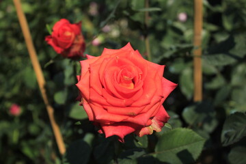 Flowers are the reproductive structures of flowering plants (angiosperms), known for their beauty, fragrance, and variety of colors. They play a crucial role in plant reproduction, 