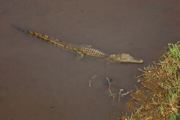 Nilkrokodil / Nile crocodile / Crocodylus niloticus