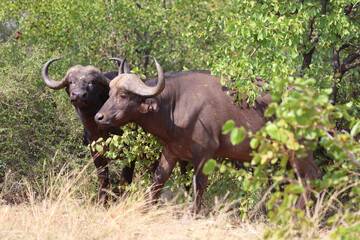 Kaffernbüffel / African buffalo / Syncerus caffer