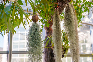 Garden landscape with pots of Tillindsia