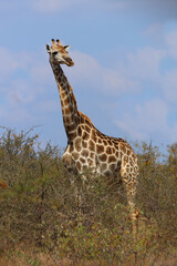 Giraffe / Giraffe / Giraffa camelopardalis