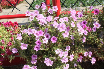 Flowers are the reproductive structures of flowering plants (angiosperms), known for their beauty, fragrance, and variety of colors. They play a crucial role in plant reproduction, 