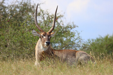 Wasserbock / Waterbuck / Kobus ellipsiprymnus