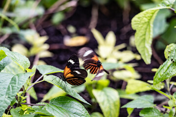 Butterflies and moths at the st louis zoo