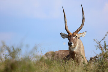 Wasserbock / Waterbuck / Kobus ellipsiprymnus