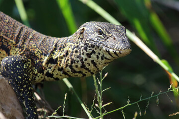 Nilwaran / Nile monitor / Varanus niloticus