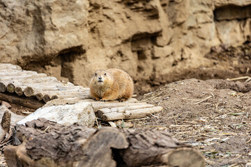 Cute adorable Prairie Dogs at the zoo