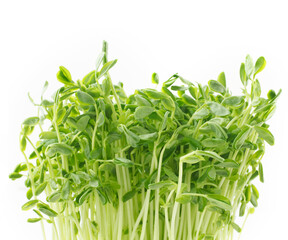 　豆苗　　白バック