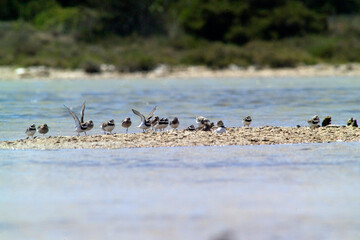 A flock on the beach. The Kentish plover is a small wader of the family Charadriidae that breeds on the shores of saline lakes