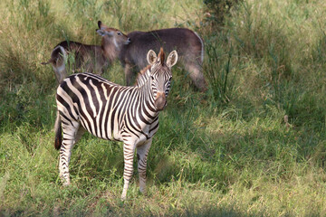 Steppenzebra / Burchell's zebra / Equus quagga burchellii.