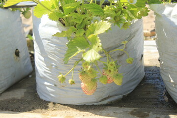 The strawberry is a bright red, sweet, and juicy fruit known for its flavor and aroma. It belongs...
