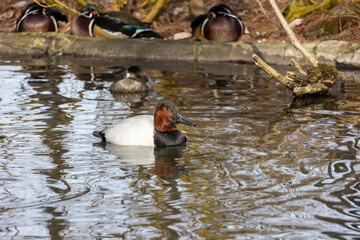 Exotic birds inside the st louis zoo bird dome