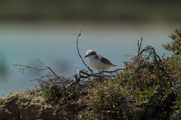 The Kentish plover is a small wader of the family Charadriidae that breeds on the shores of saline lakes. Sardinia, Italy 