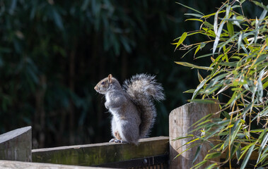 Grey squirrel sitting on fence at the st louis zoo