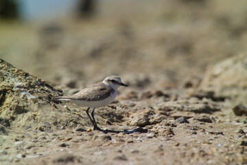 The Kentish plover is a small wader of the family Charadriidae that breeds on the shores of saline lakes. Sardinia, Italy 