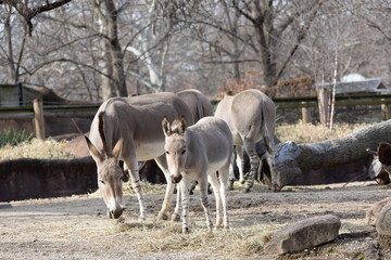 somali wild ass at the saint louis zoo