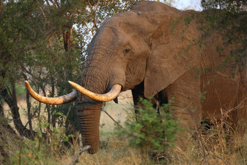 Afrikanischer Elefant / African elephant / Loxodonta africana..