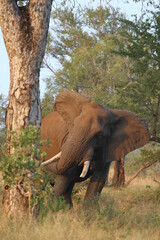 Afrikanischer Elefant / African elephant / Loxodonta africana..