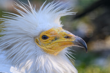 Portrait of scavenger vulture bird outdoors.
