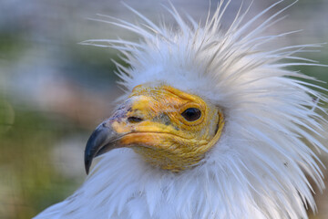 Portrait of scavenger vulture bird outdoors.

