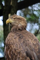 Fototapeta premium オジロワシ