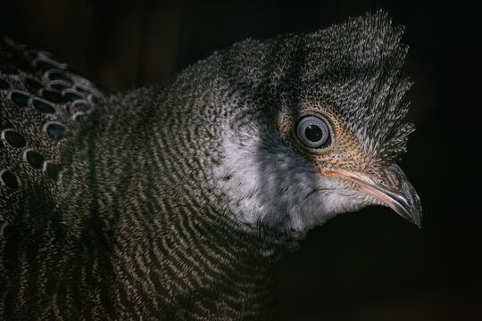 Pheasant peacock portrait outdoors with dark background.

