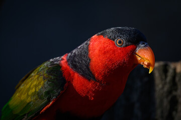 Parrot Lori three-color portrait with a dark background.
