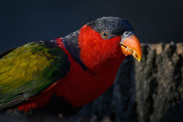 Parrot Lori three-color portrait with a dark background.
