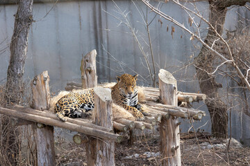 Beautiful cheetah at the st louis mo zoo