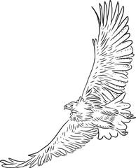 condor clip art