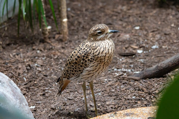Cute little bird at the st louis zoo exhibit