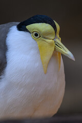 Australian lapwing bird in head detail.

