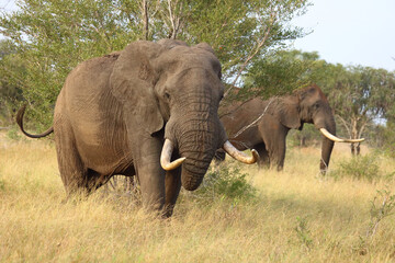 Fototapeta premium Afrikanischer Elefant / African elephant / Loxodonta africana..