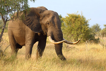 Fototapeta premium Afrikanischer Elefant / African elephant / Loxodonta africana..