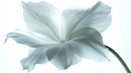 Fototapeta premium Delicate white flower, studio shot, soft light, blurred background