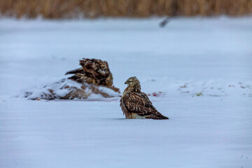 The rough-legged buzzard or rough-legged hawk (Buteo lagopus) on a ded deer