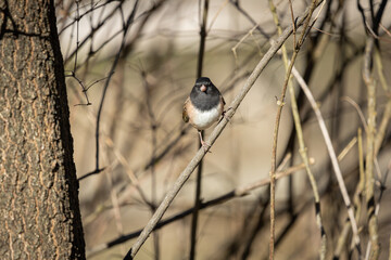 Gray Junco perched on a branch at Oaks Bottom Wildlife Refuge in Portland Oregon