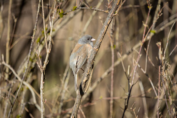 Gray Junco perched on a branch at Oaks Bottom Wildlife Refuge in Portland Oregon