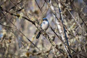 California Scrub-Jay perched on a branch at Oaks Bottom Wildlife Refuge in Portland Oregon